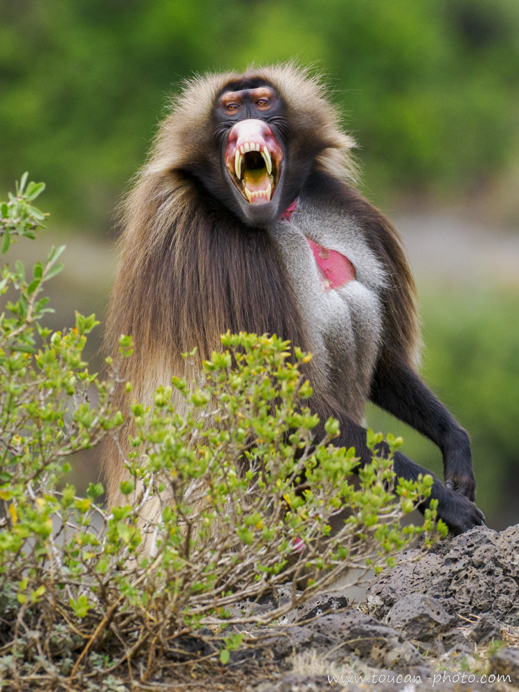 Gelada